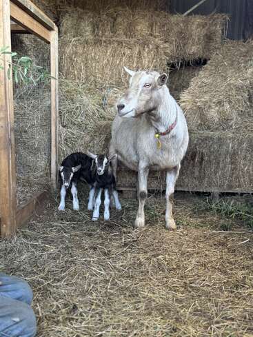 A goat stands protectively beside her two young kids in a barn filled with hay bales. They look healthy and content in their cozy environment.