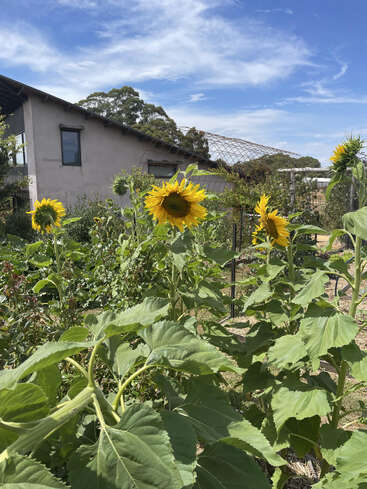 Tall sunflowers bloom vibrantly in a lush green garden. A rustic house stands in the background under a bright blue sky with wispy clouds.