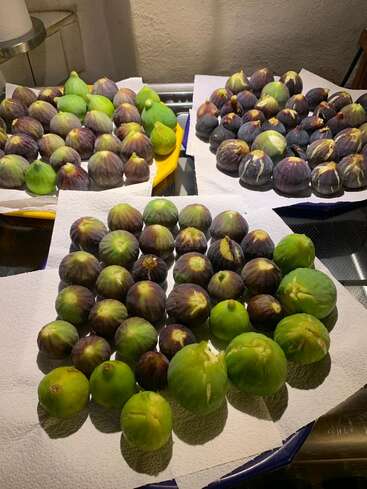 Several plates are covered with paper towels and filled with fresh figs in different shades of green and purple, neatly arranged and illuminated by indoor lighting.