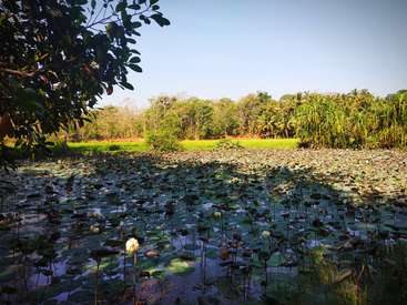 The image depicts a serene pond with water lilies, surrounded by lush greenery and trees, set against a clear blue sky on a sunny day.
