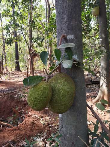 The image depicts two large green jackfruits hanging from a tree trunk in a forest, surrounded by trees and leaves on the ground.