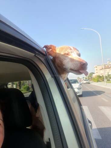 Un feliz perro marrón saca la cabeza por la ventanilla del coche, con los ojos cerrados y la lengua fuera, disfrutando de la brisa en un día soleado, conduciendo por la ciudad.