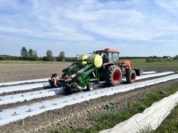 A tractor pulls a planting machine in a large open field. Two people sit on the machine, planting young crops into rows covered with white plastic.