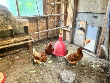 Four brown chickens stand inside a rustic chicken coop with hay on the floor, a red hanging feeder, wooden perch, and one chicken peeking through the door.
