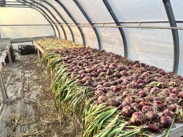 Inside a greenhouse, rows of freshly harvested red and yellow onions are laid out on tables, drying and curing in the light-filled, protective environment.