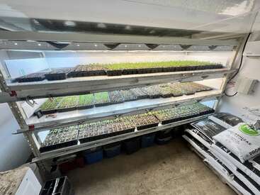 This image shows a well-organized indoor growing space with three shelves of seedlings under bright grow lights. Soil and gardening supplies are stacked nearby on the right.