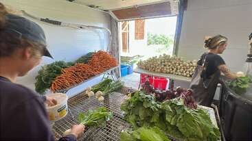 Two people wash and prepare fresh vegetables, including carrots, turnips, and leafy greens, inside a well-lit room with tables, crates, and natural sunlight streaming in.