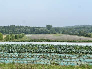 This image shows a rural landscape with cultivated fields, rows of green crops, plastic mulch, and a distant line of trees beneath a hazy blue sky.
