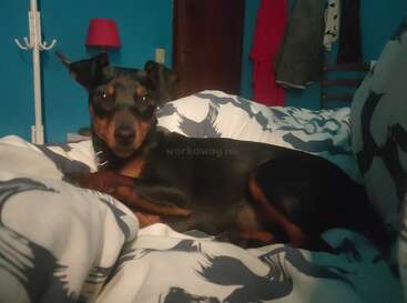 A small black and brown dog is comfortably lying on a bed with patterned covers, in a cozy blue bedroom with clothes hanging in the background.