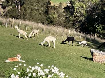 Esta imagem mostra várias alpacas pastando em um campo verde, com um cachorro marrom e branco deitado na grama. Flores brancas desabrocham em primeiro plano.