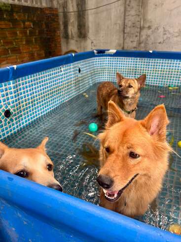 Trois chiens jouent et se détendent dans une piscine gonflable bleue peu profonde. Des jouets flottent autour d'eux tandis qu'ils profitent ensemble d'un moment agréable et rafraîchissant.
