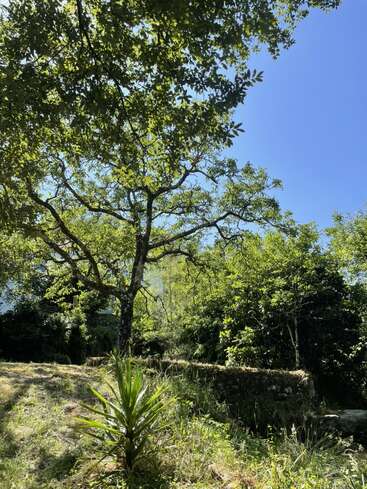 A bright, sunny day in a lush green garden. A large tree with spreading branches, vibrant foliage, stone wall, and clear blue sky above. Peaceful scene.