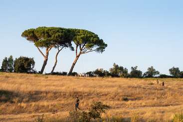 Une colline aride et herbeuse, sous un ciel dégagé, où se dressent quelques grands arbres verts et où plusieurs personnes se promènent ou se tiennent debout, profitant du calme du paysage au coucher du soleil.