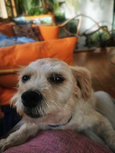 Um cachorro pequeno e fofo com pelo claro senta-se no colo de uma pessoa. Atrás, há almofadas laranja, plantas e uma decoração aconchegante e ensolarada.