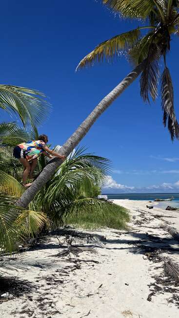 A person climbs a leaning palm tree on a sunny tropical beach, surrounded by lush green foliage, white sand, clear blue sky, and turquoise ocean.