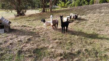 Um grupo de seis lhamas está reunido em um campo gramado e inclinado perto de um pequeno abrigo de madeira, cercado por árvores e uma cerca de madeira rústica.