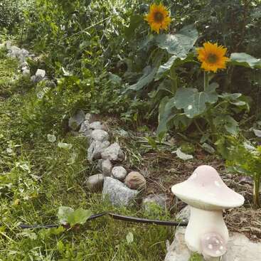Scène de jardin comprenant deux tournesols en fleurs, un feuillage vert luxuriant, une bordure de rochers, un champignon décoratif en céramique et un tuyau d'arrosage noir dans l'herbe.