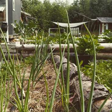 Des plants d'oignons verts poussent dans un jardin rustique avec des rondins de bois, des légumes feuillus, de petites structures, des arbres et une toile d'ombrage au-dessus de la tête, évoquant une atmosphère rurale paisible.
