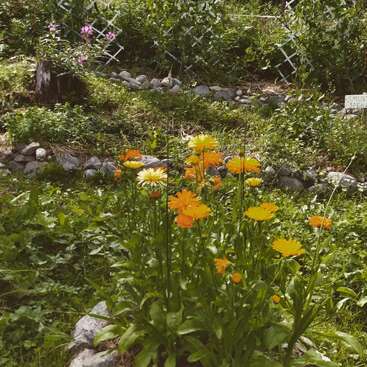 Des fleurs orange et jaunes éclatantes s'épanouissent dans un jardin luxuriant avec de la verdure, des pierres et une clôture en treillis. Un petit panneau et des fleurs roses apparaissent à l'arrière-plan.