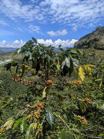 Un caféier rempli de cerises mûres et non mûres pousse sur une colline luxuriante sous un ciel bleu brillant avec des nuages épars et des montagnes lointaines.