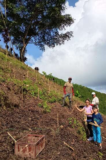 Cuatro personas, entre ellas un niño, están plantando en una ladera inclinada con pequeñas estacas de madera que marcan las hileras. Por encima se alza un gran árbol, con un cielo azul y nubes.