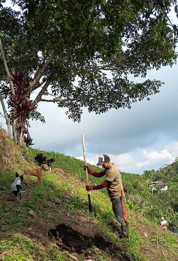 Un hombre trabaja en una empinada ladera cubierta de hierba utilizando una herramienta de mango largo, rodeado de tres perros. Una exuberante vegetación, árboles y una casa en la distancia completan la escena.