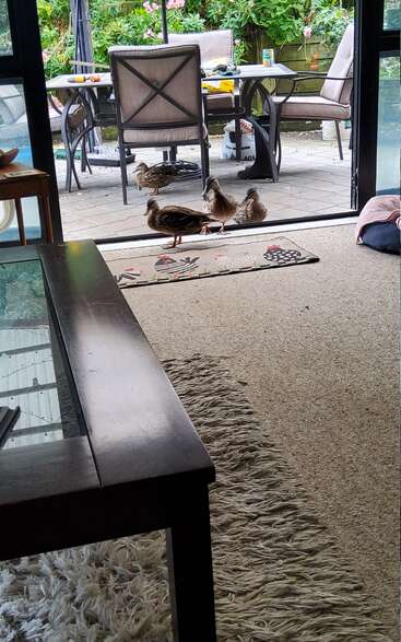 Four ducks stand at an open patio door, looking inside a cozy room. Outside, a garden and table with chairs and food are visible.