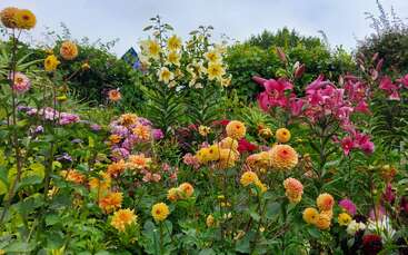 A vibrant flower garden filled with yellow, orange, pink, and purple blooms. Tall lilies and lush greenery create a colorful, lively, and cheerful summer scene.