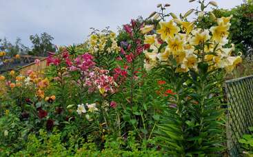 A vibrant garden showcases tall yellow lilies, pink and white blooms, lush green leaves, and various colorful flowers, all under a cloudy sky beside a fence.