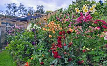 A vibrant garden with various colorful flowers including lilies and dahlias, lush green foliage, and wooden fences in the background under a cloudy sky. Peaceful scene.