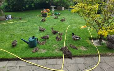 A group of ducks is resting on a green lawn, surrounded by a yellow garden hose, watering can, flowers, trees, and a paved path in a backyard.