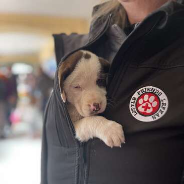 The image shows a woman wearing a black jacket with a logo, holding a small puppy in her jacket\'s hood. The puppy is white with brown spots.