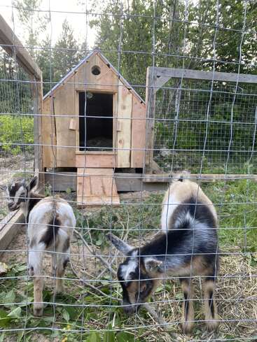 Deux jeunes chèvres se trouvent à l'intérieur d'un enclos clôturé, près d'une petite chèvrerie en bois. Elles sont entourées de végétation verte et semblent brouter.