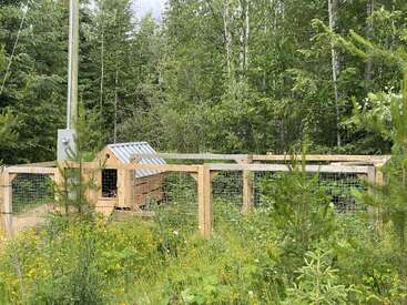 Un poulailler en bois entouré d'une clôture grillagée se trouve au milieu de fleurs sauvages et de jeunes pins, entouré d'une forêt luxuriante et verdoyante en été.