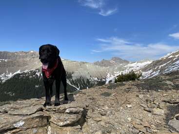 Un chien noir portant un bandana rouge se tient sur un terrain rocheux au sommet d'une montagne, avec des sommets enneigés, un ciel bleu et des nuages épars en arrière-plan.