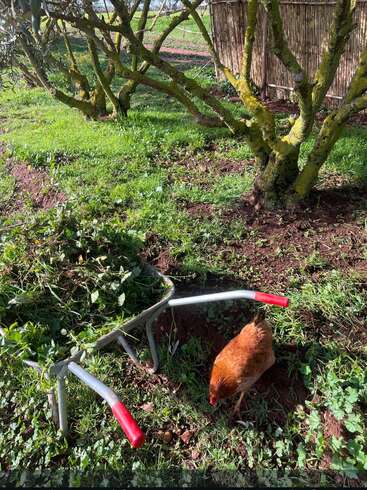 A brown chicken walks on green grass near a wheelbarrow filled with weeds. Mossy trees and a bamboo fence are visible in the sunny background.