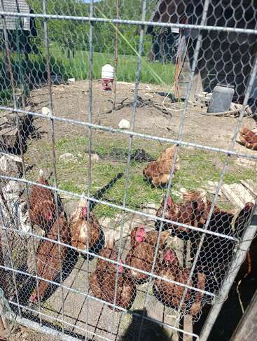 Un grupo de gallinas marrones se reúne detrás de una valla metálica en un corral al aire libre bañado por el sol. Hay hierba, un bebedero y un pequeño cobertizo de madera.