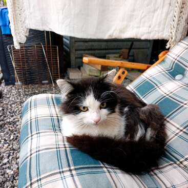 Un gato mullido, blanco y negro, descansa al aire libre sobre un cojín a cuadros, rodeado de grava, muebles de madera y ropa tendida, con aire tranquilo y un poco curioso.