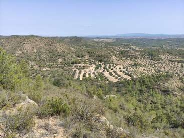 A imagem retrata uma paisagem vasta e árida com colinas onduladas e árvores espalhadas, com um olival proeminente em primeiro plano.
