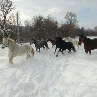 Un groupe de chevaux, dont certains sont blancs, bruns et noirs, courent dans la neige dans un champ, avec des arbres et un ciel nuageux en arrière-plan.