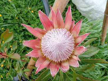 Una llamativa flor King Protea rosa en flor, mostrando un gran centro blanco redondo y pétalos puntiagudos, rodeada de un exuberante follaje verde en un jardín.