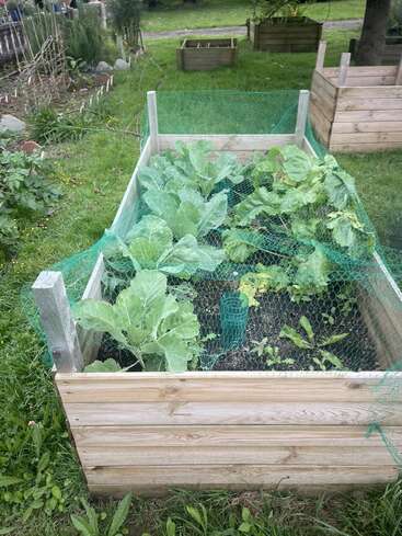 The image depicts a raised garden bed with a green net covering, featuring leafy greens and other plants, situated in a grassy area with other garden beds in the background.