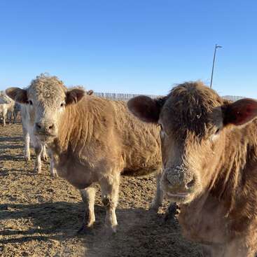 La imagen muestra dos vacas marrones de pie en un campo embarrado, rodeadas de otras vacas, con un cielo azul claro y una valla al fondo.