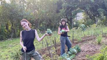 Duas pessoas colhem repolhos alegremente em um jardim verde e vibrante. Ambos estão sorrindo, vestindo roupas casuais, cercados por plantas e árvores exuberantes sob a luz do dia.