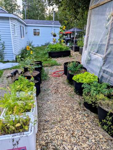 Un jardin potager avec des plates-bandes surélevées et des bacs, des tournesols, des légumes-feuilles, une serre, une allée recouverte de copeaux de bois, une maisonnette bleue et un coin salon extérieur avec un parasol rouge.