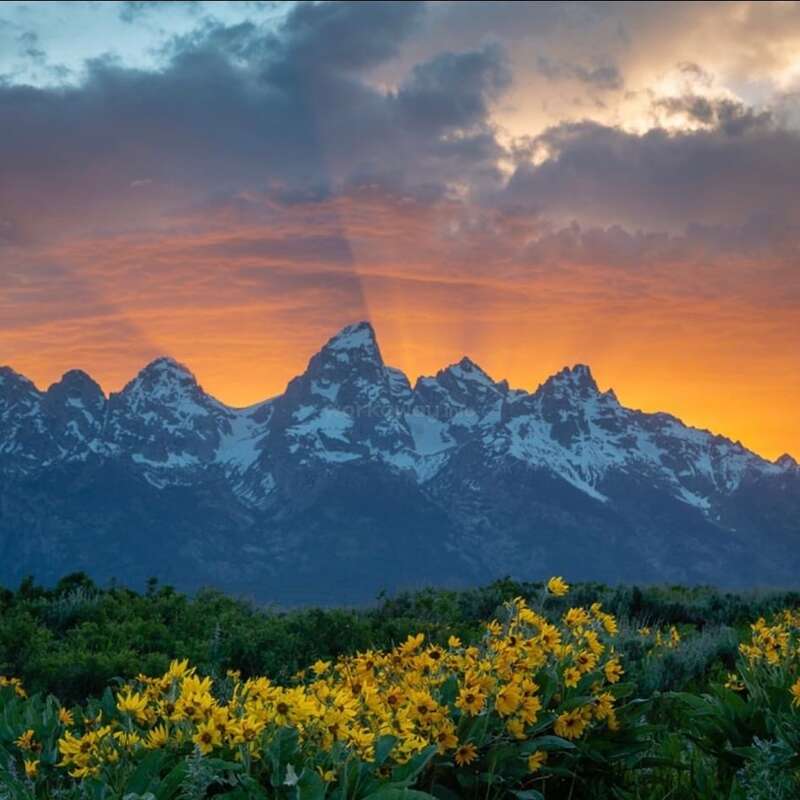 L'image représente une chaîne de montagnes à couper le souffle au coucher du soleil, avec des fleurs d'un jaune éclatant au premier plan et un ciel spectaculaire au-dessus.