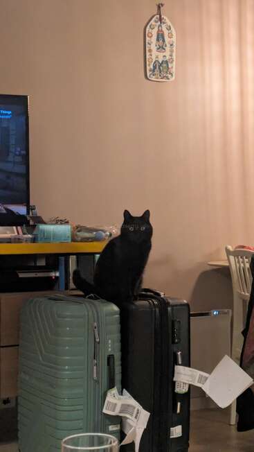 A black cat sits atop two suitcases with travel tags in a cozy room. There’s a TV, wall decor, table, and a chair visible.