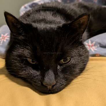 A black cat is lying down on a yellow surface, looking sleepy and relaxed. Its head is resting flat, eyes half-open, surrounded by cozy blankets.