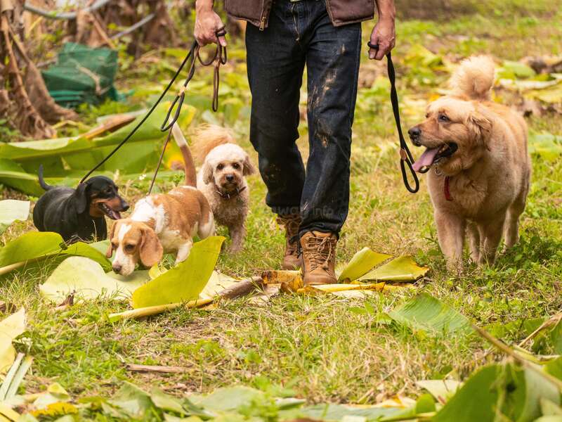 A person is walking four dogs of different breeds along a grassy, leafy path. The dogs look happy and curious, enjoying their outdoor adventure together.