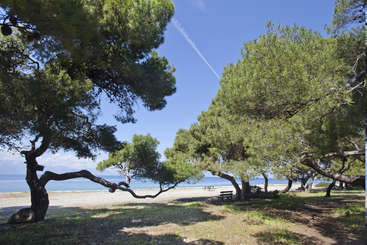 The image depicts a serene scene of a forest with trees and greenery, featuring a body of water in the background, evoking a sense of natural beauty and tranquility.